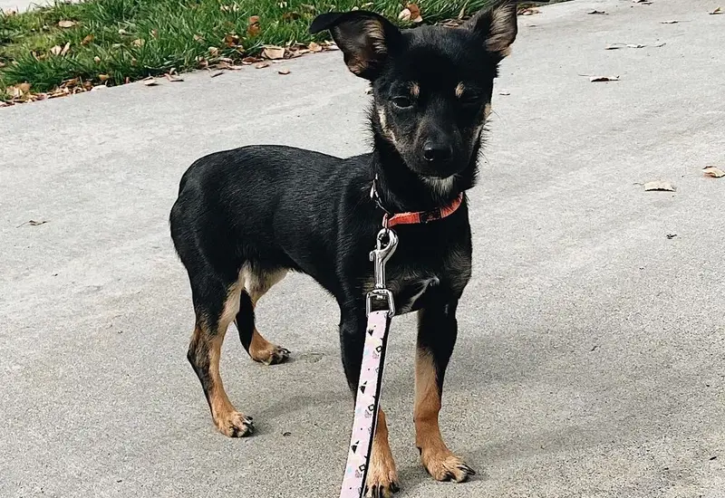 Rottweiler Chihuahua Mixes Exercise