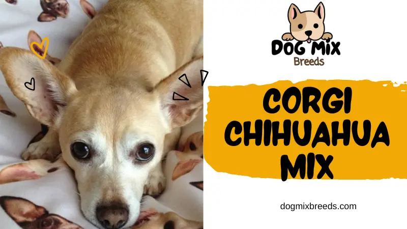Welsh Corgi Chihuahua Mix