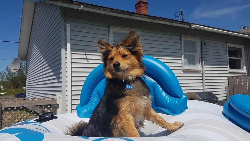 Corgi and Pomeranian Mix