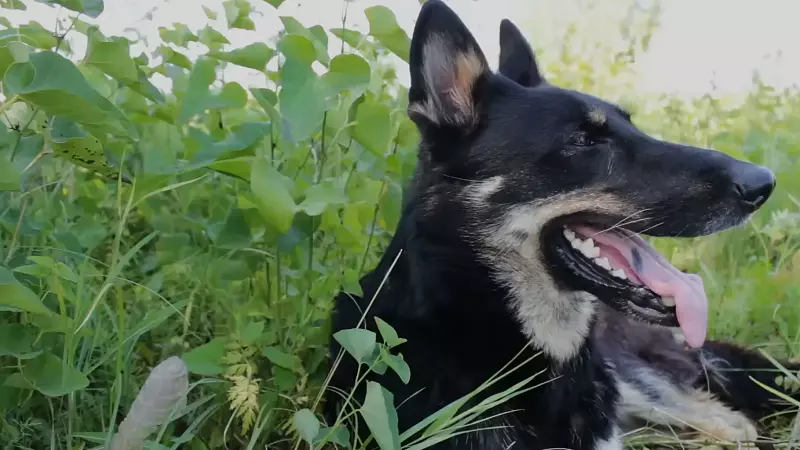 German Shepherd Husky Mix Breed