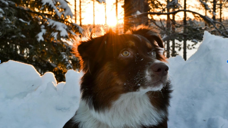 Australian Shepherd Safe from Weather Extremes