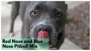 Red Nose and Blue Nose Pitbull Mix