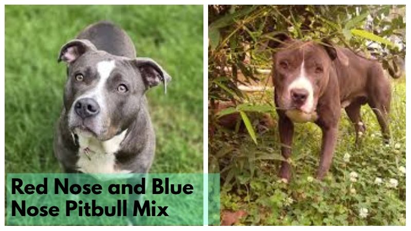Red Nose and Blue Nose Pitbull Mix